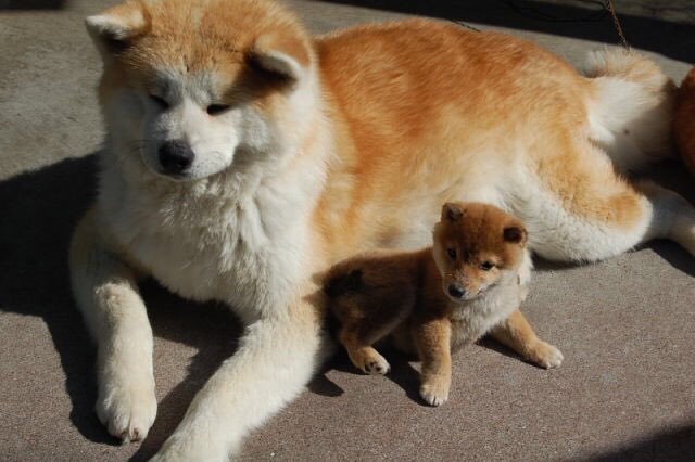 <a href="/rcptors/">BLUE.</a> it's us