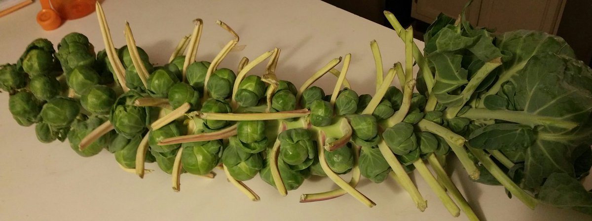 shellwelness's tweet image. The beauty of the Brussels Sprouts
#ShellWellness