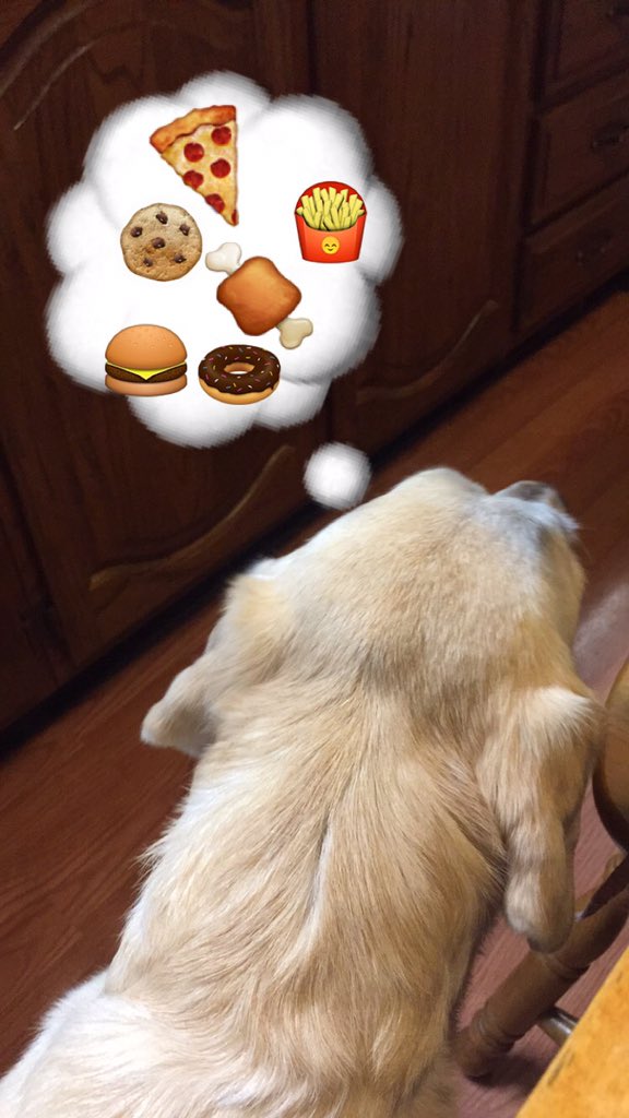 OmgPizzaClub's tweet photo. #puppythoughts #pizzasnaps #PizzaDog https://t.co/idmH0etacw