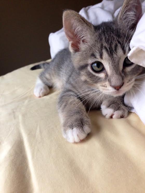 Animales Monos tweet media