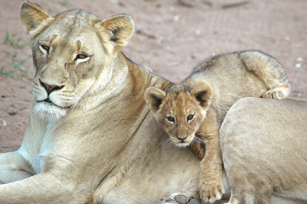 MATIASM97027089's tweet image. @MarionSpekker Guten morgen 🌻🌻