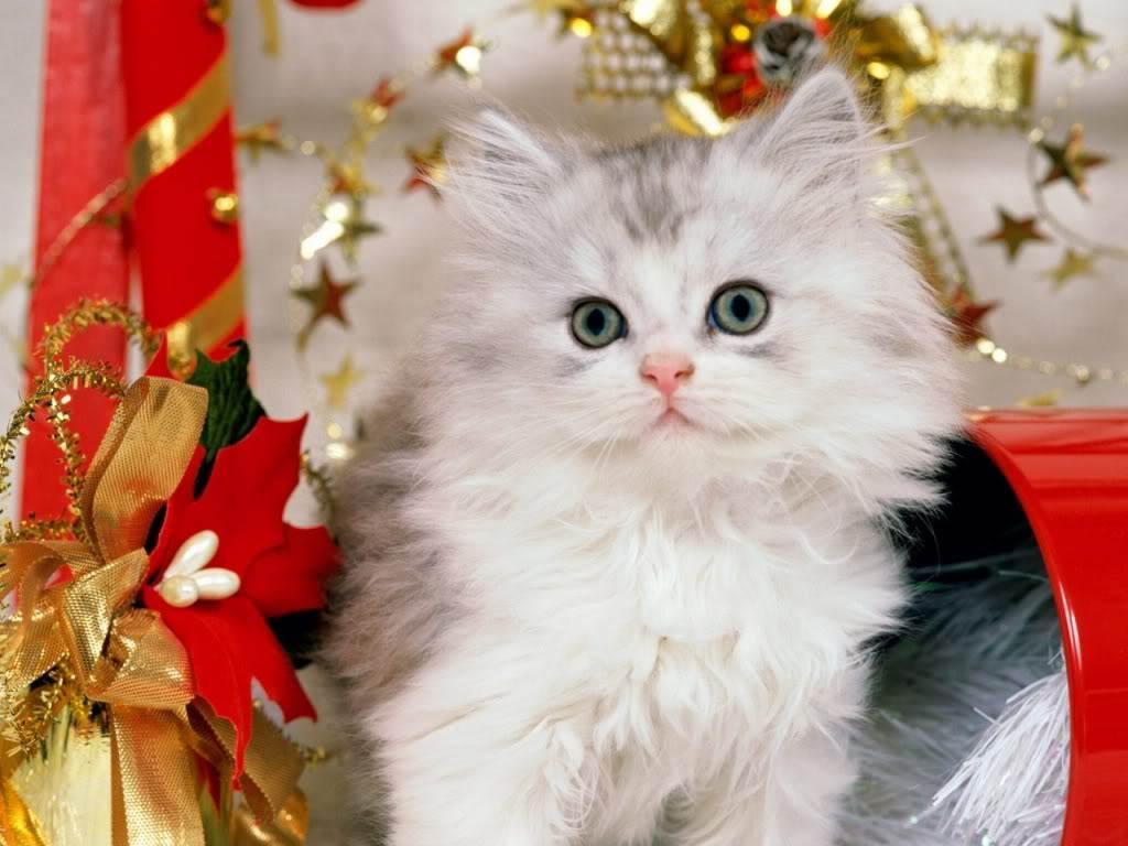 freephotoz's tweet photo. Christmas Cute Cat Desktop Wallpaper 1024x768
#MerryChristmas https://t.co/mKTkQoHNQL