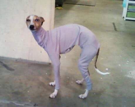 SKABANGACREW (@skabangacrew) on Twitter photo 