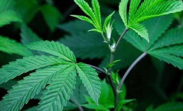 Inside Cannabis tweet media
