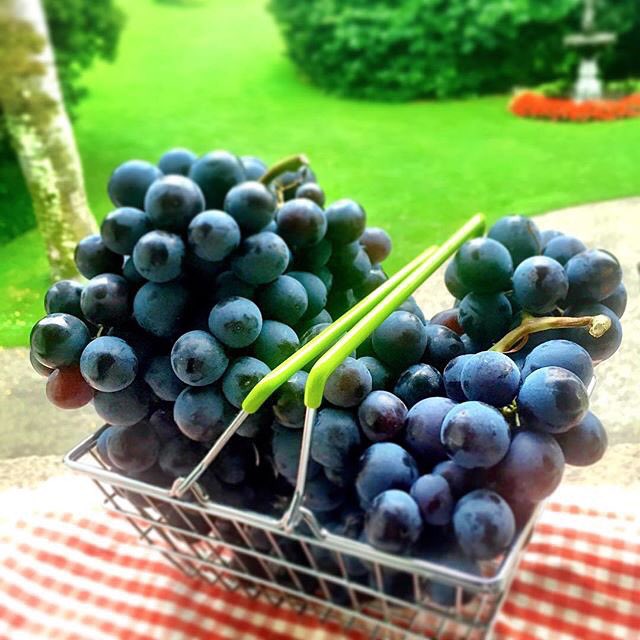 MdVitamine's tweet photo. Produsul nostru, Resveratrol Plus, contine o cantitate mare de resveratrol, care incetineste imbatranirea. 🍇🍇 #mdv https://t.co/3K6RnVCUkT