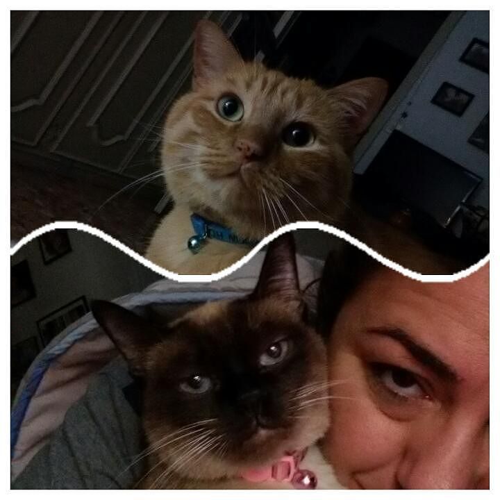 Chatchatcatcat's tweet photo. Buongiorno aMici #ilovemycat #redcat #gattorosso #instagramcat #royalcaninit #instacat #cat #redcat #royalcaninit #… https://t.co/fIK412pADC