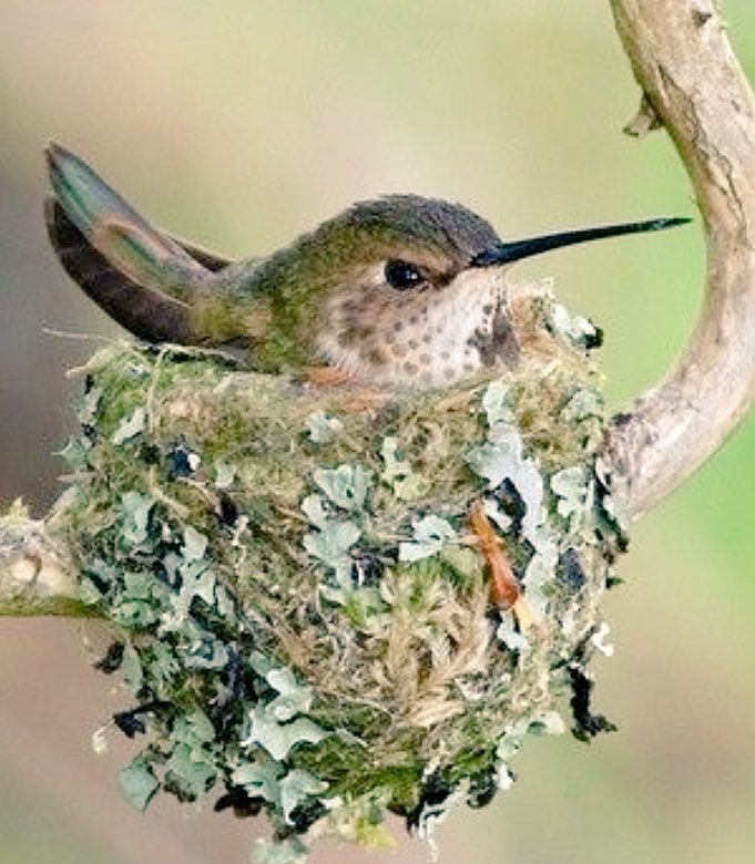 Resultado de imagen de nidos del colibri