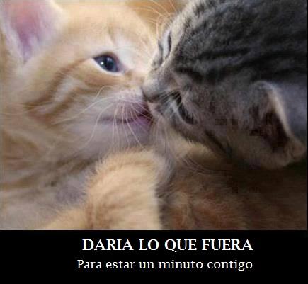 Animales Monos tweet media