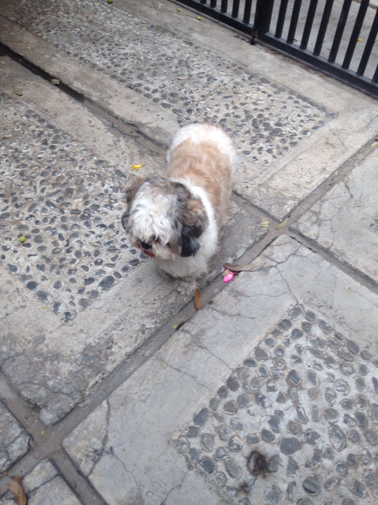 bnasima's tweet photo. Help : shihtzu hilang, putih hitam, wisma asri bekasi, hub 081381030273 ada imbalan #anjingkita #anjinghilang https://t.co/RWgYdRJzUy