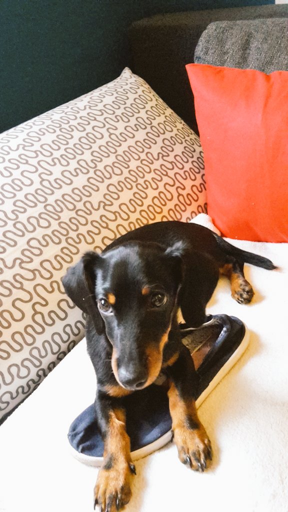 Meine zweite große Liebe ❤