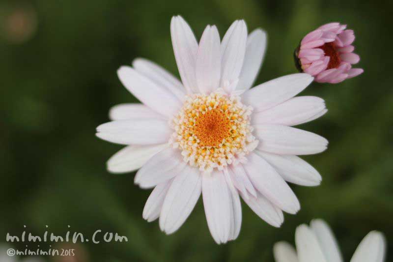 תג 木春菊 בטוויטר