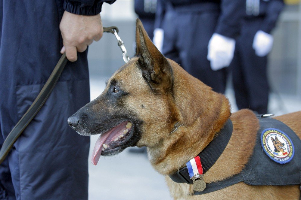 LoicSalome's tweet photo. Les animaux comptent aussi... RIP à toi !! Toi aussi tu es mort pour nos couleurs :'( #SaintDenis  #BFMTV https://t.co/gfIybnUjJK