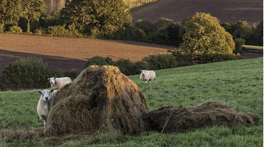 FarmersWeekly's tweet image. Are you affected? Short-term farm tenants fear exclusion from Welsh grants scheme fwi.co.uk/business/short…