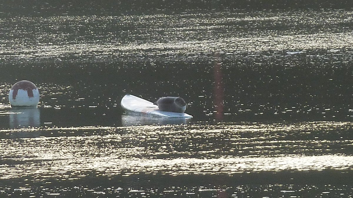 Le phoque de Saint-Cast-Le-Guildo se prélassant au soleil sur sa planche fétiche - <a href="/saint_cast_SO/">Saint-Cast-Le-Guildo</a> fun !