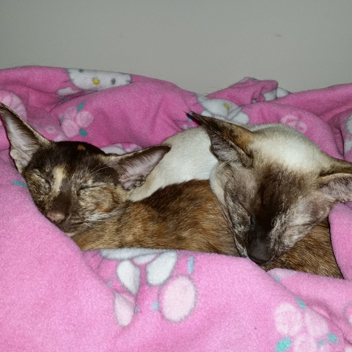 sjg66's tweet photo. Another tough day for Totti and Koski #siamese #orientalkitten https://t.co/LHzKYt6HpL