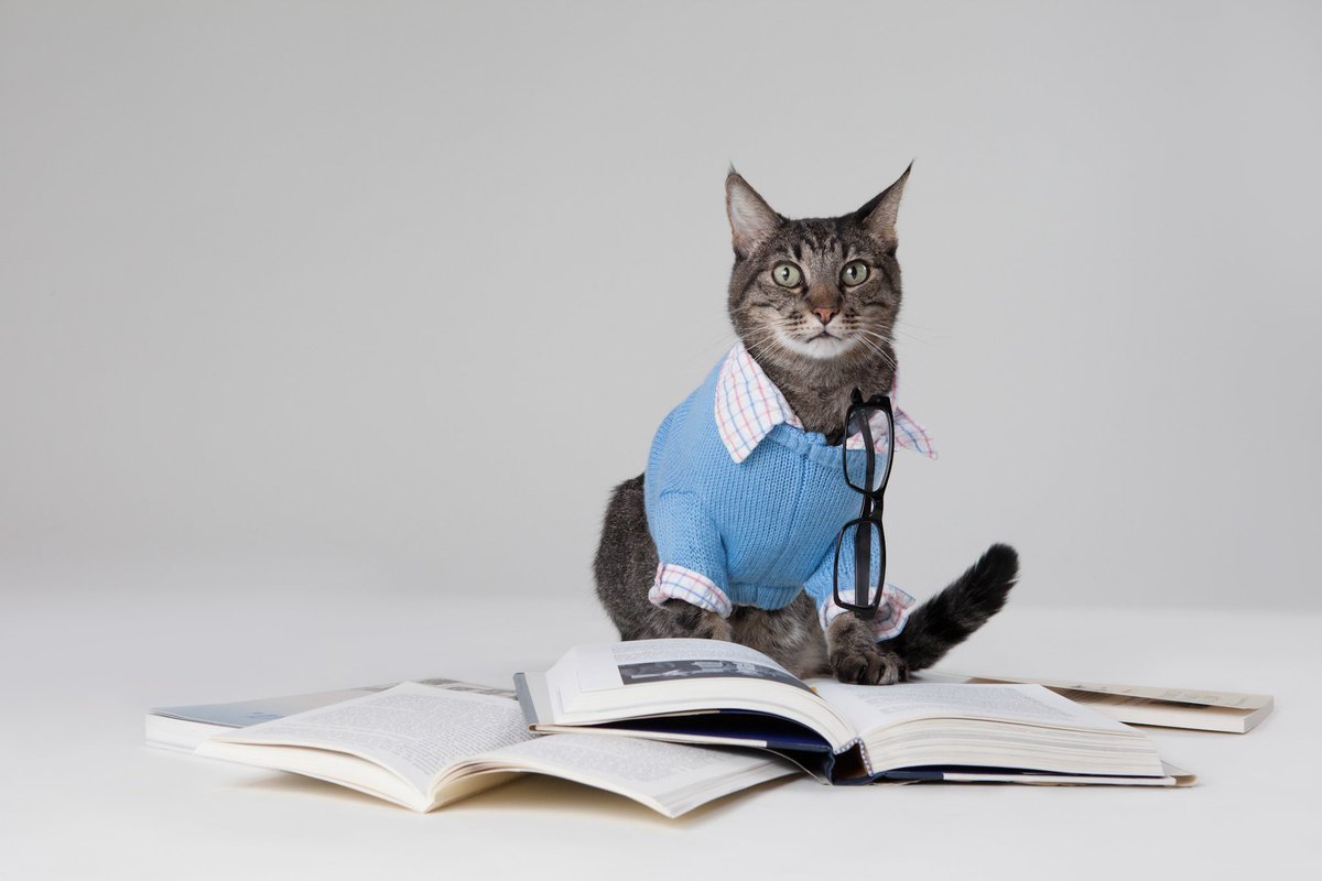 CustardPDSA's tweet photo. Have you seen @PDSA_HQ in the #PETRO today? It reports that cats are intellectually superior to humans. I knew it! https://t.co/s1wJ8HjnsG