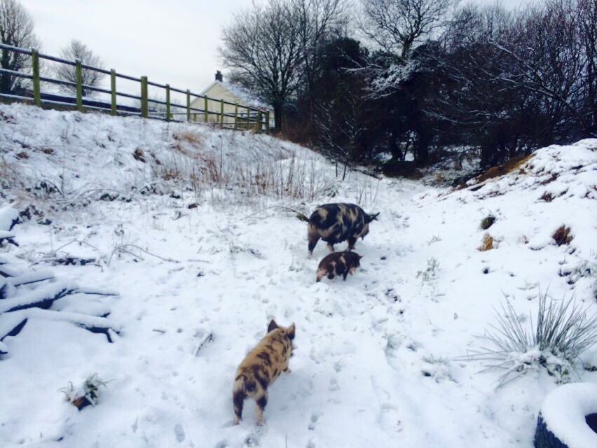 SmallholdersUK's tweet image. Which then means when bad weather strikes, you end up struggling to find places to get everyone in