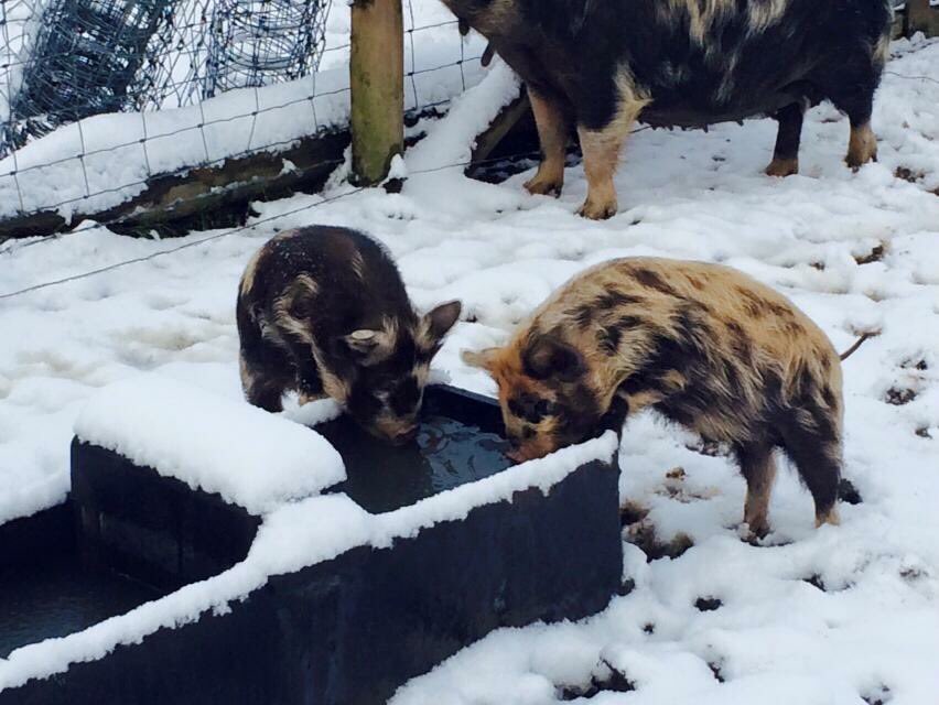 SmallholdersUK's tweet image. Which then means when bad weather strikes, you end up struggling to find places to get everyone in