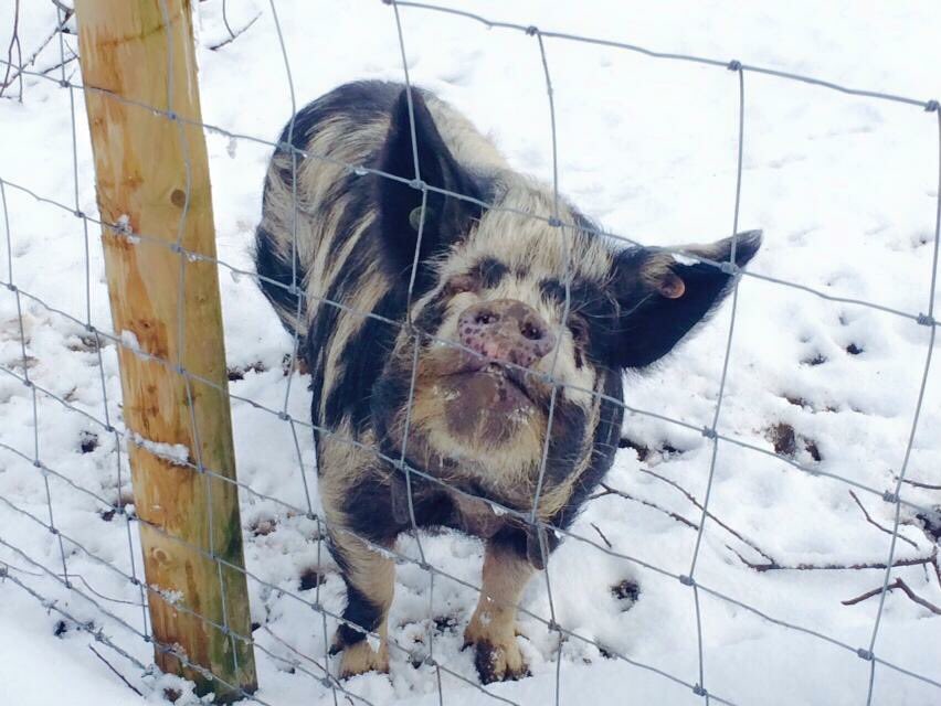 SmallholdersUK's tweet image. Which then means when bad weather strikes, you end up struggling to find places to get everyone in