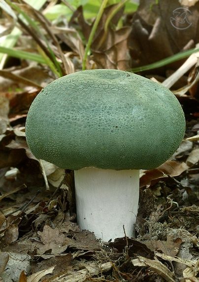 ukfungusday's tweet image. Russula virescens. Fungi enthusiast A. Carluccio described it as &quot;not exactly nice to look at&quot; #bitharsh #fungi