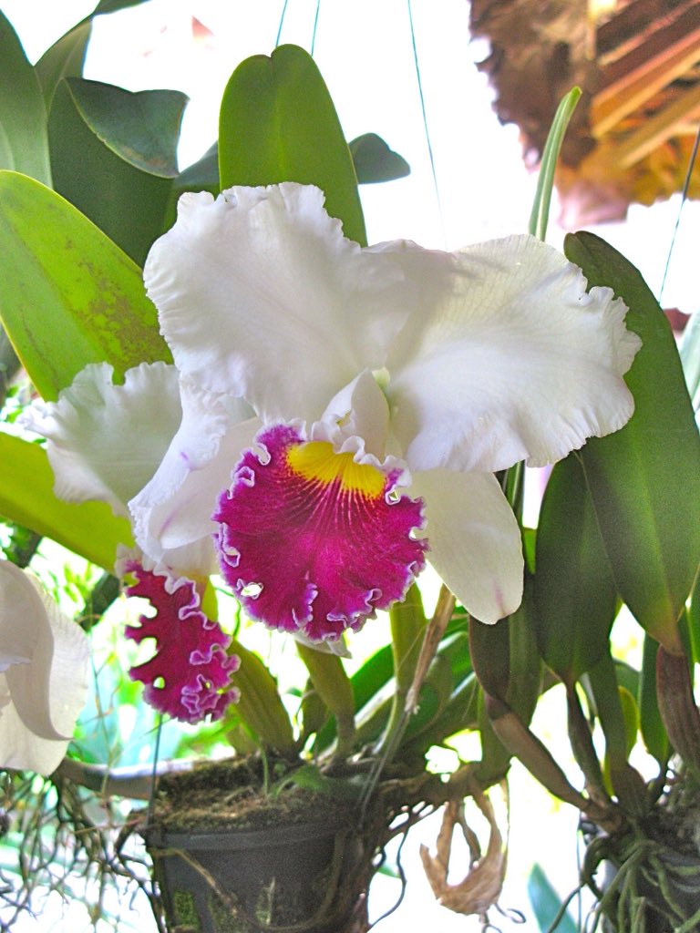 Afbeeldingsresultaat voor para ti tambien en ingles