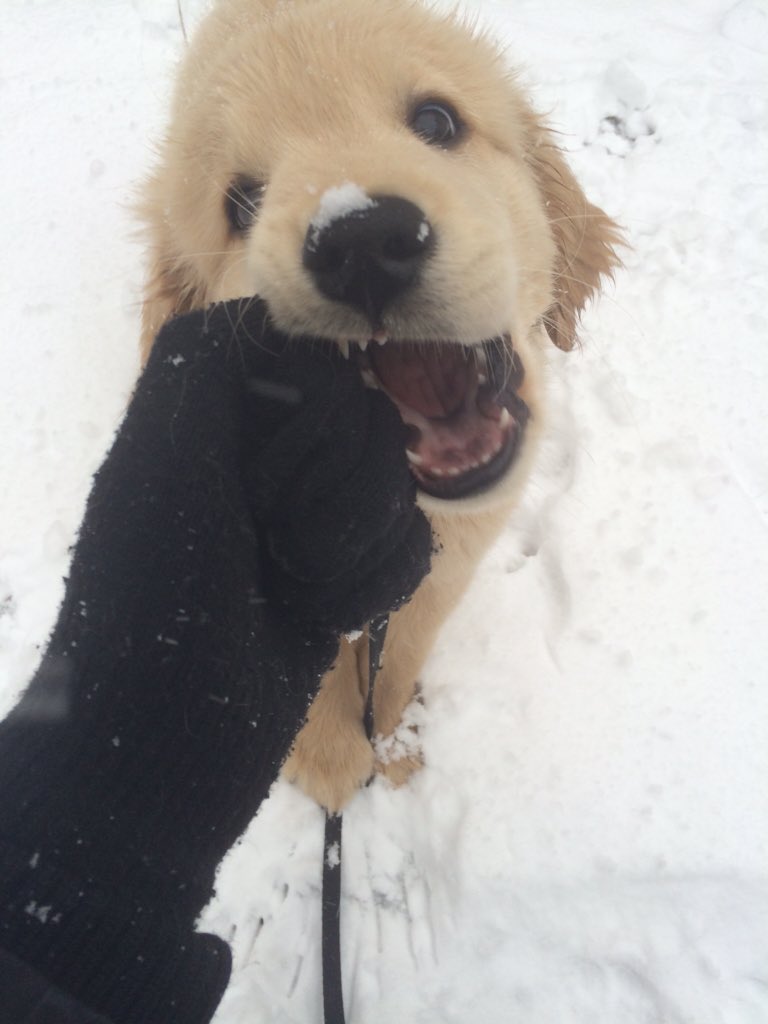 AC_TamaraK's tweet photo. @ac_NataliaPR this was November 17th last year, my puppies first snow fall! Can't complain about this weather tho 🍂 https://t.co/oXJRDHNrcS