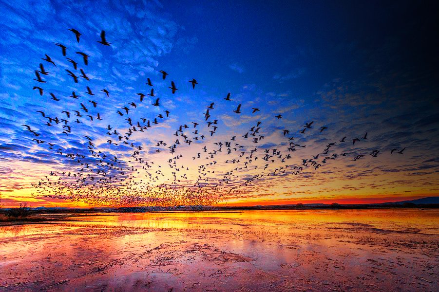 Early morning take off over Bosque del Apache #WildlifeRefuge. Photo by Kim Hang Dessoliers #NewMexico