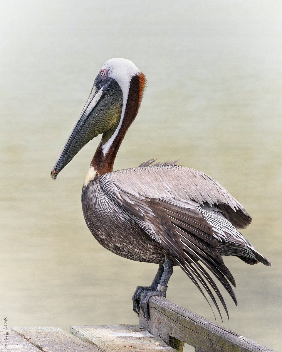 Serious_Photo's tweet photo. Edward ScissorWings. #StPeteBeach #PelicansFl #Topaz #Remask #TextureEffects
https://t.co/mtuDnxGqOq https://t.co/bKkbobkLLa