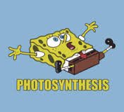 membraneperiod2's tweet photo. HEY look it's a chloroplast #organellewars #leduc2 https://t.co/34Tt4SmAWW