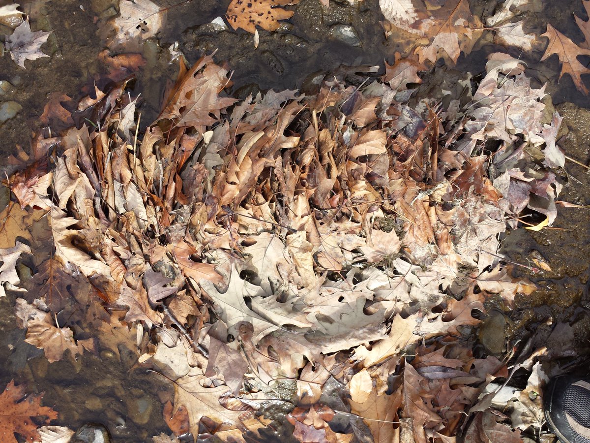 paleeoguy's tweet photo. Fall leaves become imbricated sheet clasts in the Rocky River! #preferredorientation https://t.co/ODS4Qz3rQY