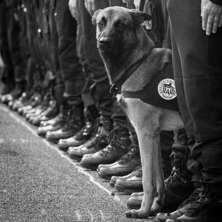 ELLEfrance's tweet image. Assaut à Saint-Denis : polémique sur les réseaux sociaux autour du chien policier tué bit.ly/1SYuHQr