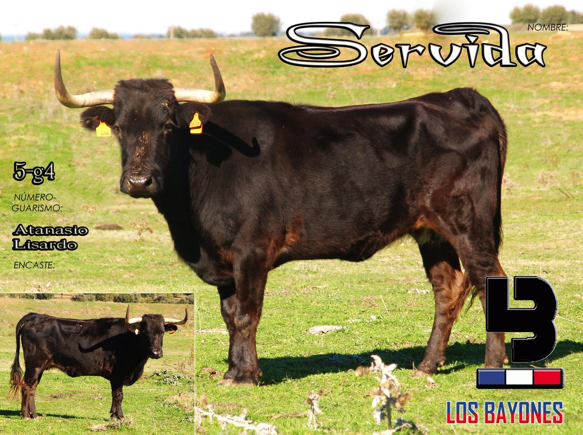 No hagáis planes para el 6 de diciembre. Tenéis un día taurino completo en VILLALPANDO. #YovoyalToroDeLaPurísima