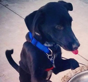 PheebsPups's tweet photo. This playful pup arrived this week too - DM me if you want to meet her! https://t.co/AgmAB1qFZ7