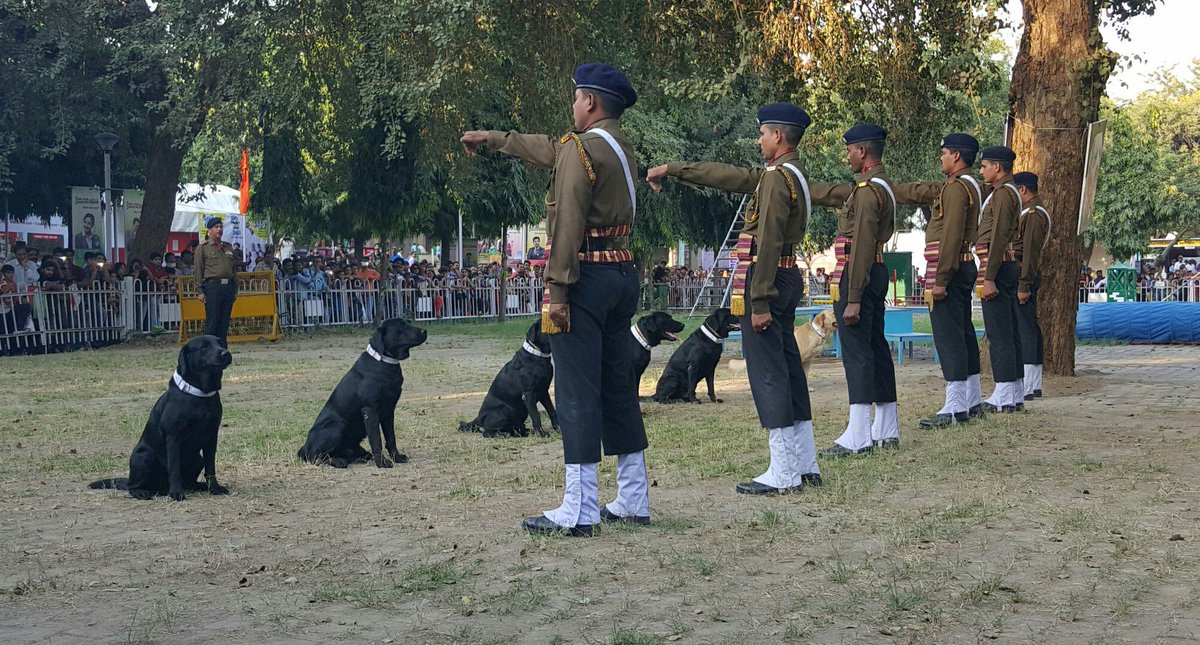 indogspot's tweet image. #Indiandogsquad demonstrating their skills at The Trade Fair! #mustwatch #armydogs #IITF #IndianArmy #dogsquad #hero