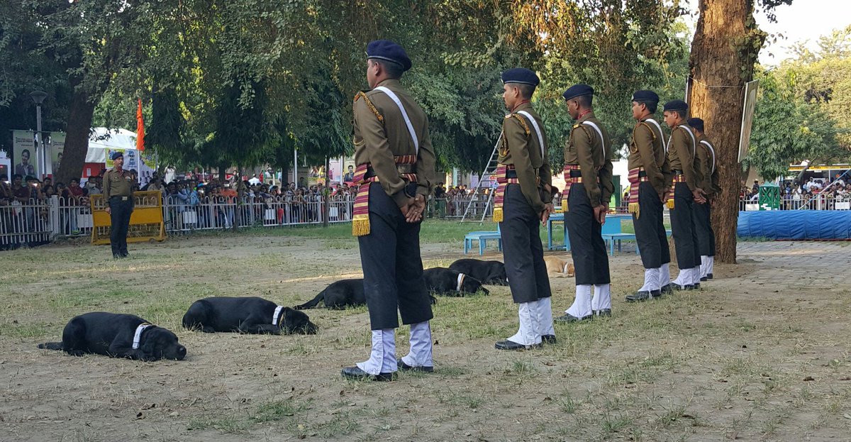 indogspot's tweet image. #Indiandogsquad demonstrating their skills at The Trade Fair! #mustwatch #armydogs #IITF #IndianArmy #dogsquad #hero