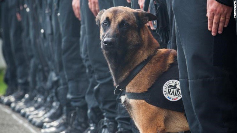 CNN's tweet photo. #JeSuisChien goes viral in honor of the French police dog who died in the #SaintDenis raid https://t.co/XV55w3sGov https://t.co/s6Eighweoh