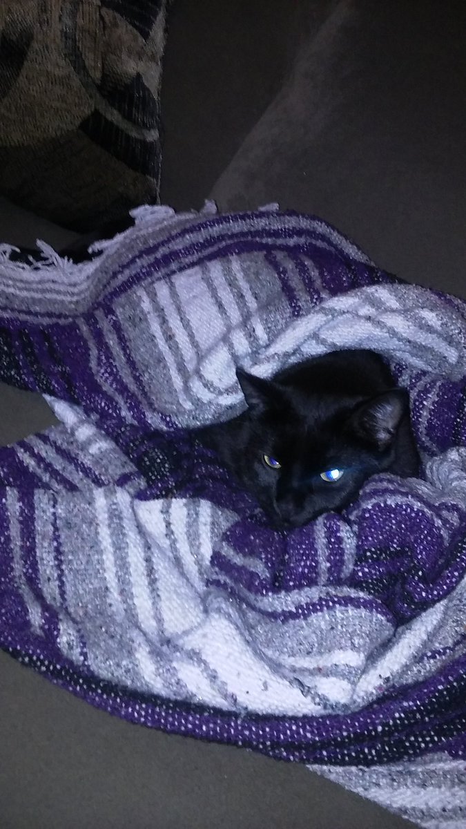 MarkFrancisChi's tweet photo. #cozycat #hempblanket #nero #blackpanther #puma

Before dad leaves for work
Kitty must be comfy https://t.co/hkBSigZZ2d