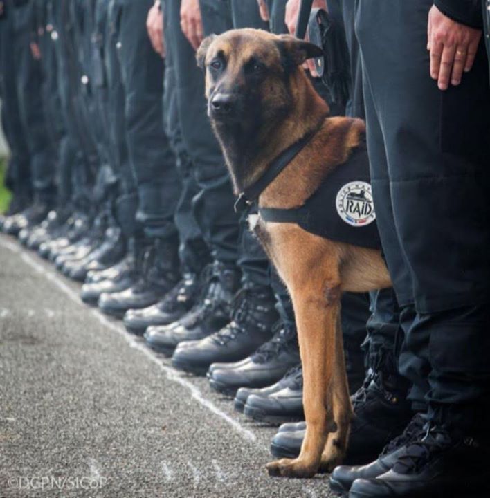 PartidoPACMA's tweet photo. Diesel, una perrita policía de 7 años, ha muerto esta mañana en un asalto policial a un piso de yihadistas en París https://t.co/SnaI1d5voK