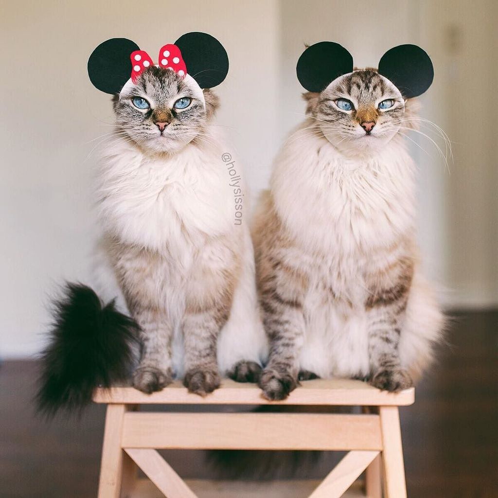 hollysisson's tweet photo. 🎉 Happy 87th Birthday to #MickeyMouse! 🎉 #framedfurryfaces
#toronto #cat #pet #petphotogra… https://t.co/HSE2TkccJm https://t.co/iJOAZRCHz6