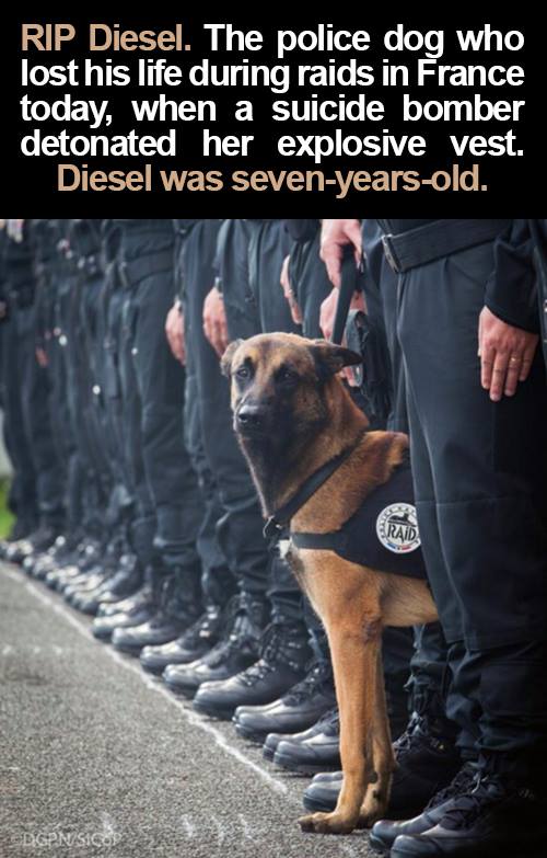 JoshuaClark69's tweet photo. #RIP Diesel. The police dog who lost his life during raids in #France today.#OpParis #Anonymous #Paris @YourAnonNews https://t.co/FDOXyh54fo