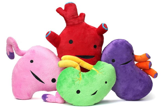 mental_floss's tweet photo. Cuddly Guts Bring Comfort to the Chronically Ill — https://t.co/Hs9OOee2vH https://t.co/1hE6ktv8h6