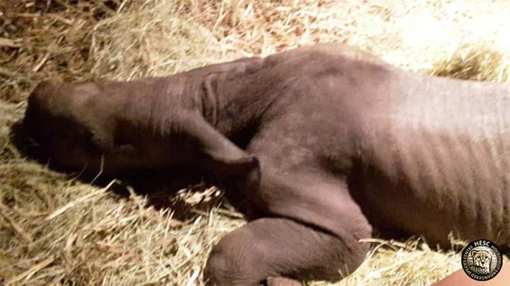 KIOCharityShop's tweet photo. 2 week old rhino calf found close to death. Named Balu. #KillTheTradeNotTheRhino #YouthAgainstExtinction https://t.co/1Eluv8cZGT