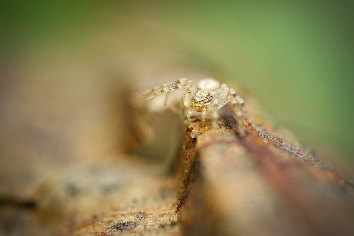 riankrenzer's tweet photo. Tiny tiny spider... ;) #macro #photography #nature #natureinaday #spider https://t.co/wTiNrCFoT5
