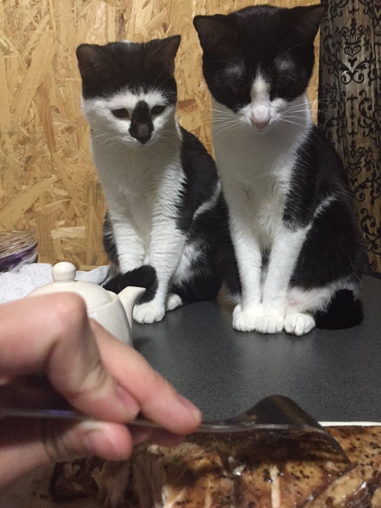 ネコ 焼き魚を完全包囲 じ っと見つめる姿が可愛すぎる Togetter
