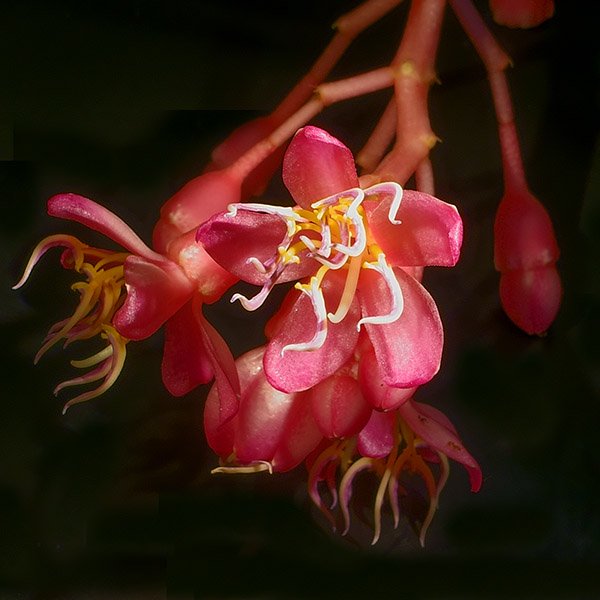 carllewis's tweet photo. #Medinilla magnifica images, produced by volunteer Jack Hahn in the #macrophoto imaging lab @fairchildgarden. https://t.co/KY8QBxjXpB