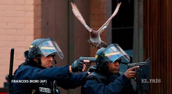 WilcoYankee's tweet photo. Parece que esta paloma quería mandar un mensaje , esta mañana en los asaltos de #Paris #Paz vía @elpais_espana @AP https://t.co/IYQA0WrI82