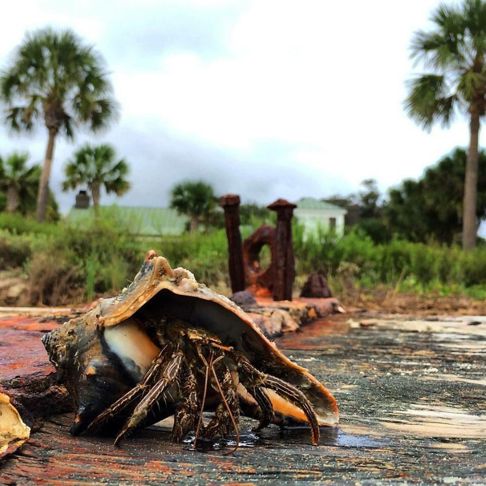 SouthEastPics's tweet photo. Sullivan's Island, South Carolina https://t.co/HDlVLgvO15