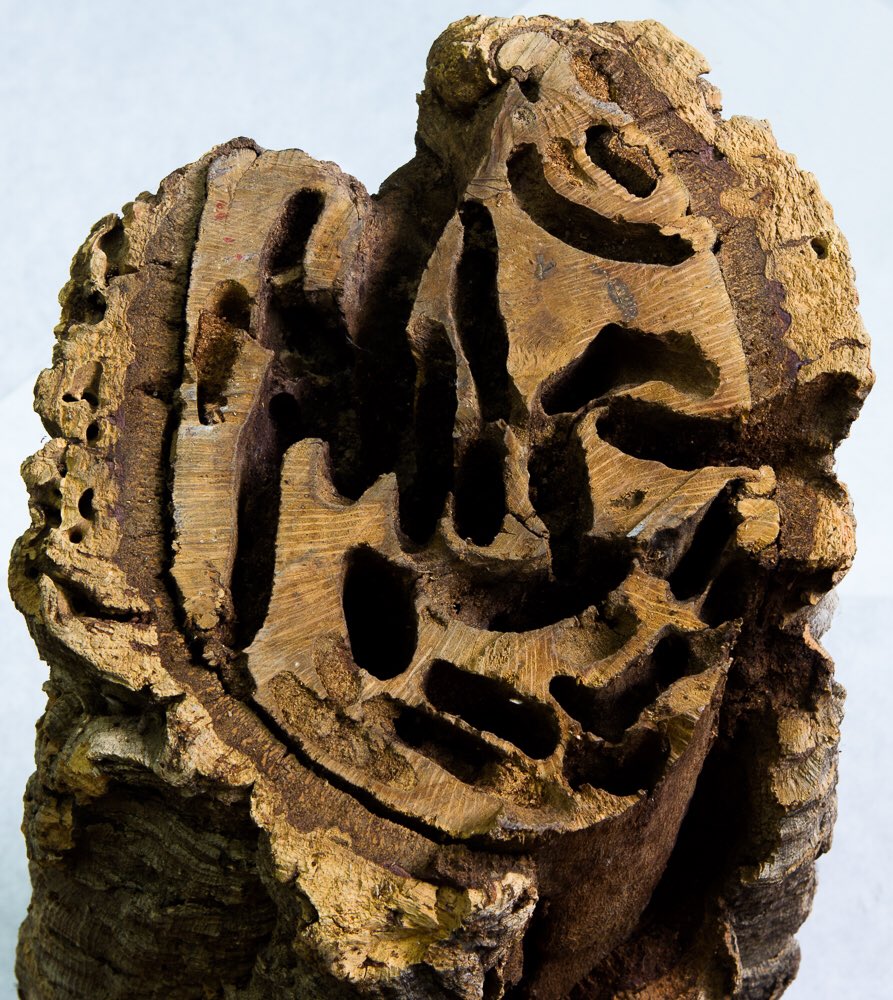 Forecasting the flight periods of forest pests: onlinelibrary.wiley.com/doi/10.1111/af…