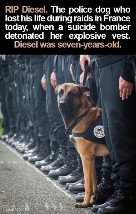 Hope you have lots of walkies and chews in doggy heaven Diesel #rip https://t.co/OzxggKcomg<a href="/tag/rip"class="tags"><span>#rip</span></a>