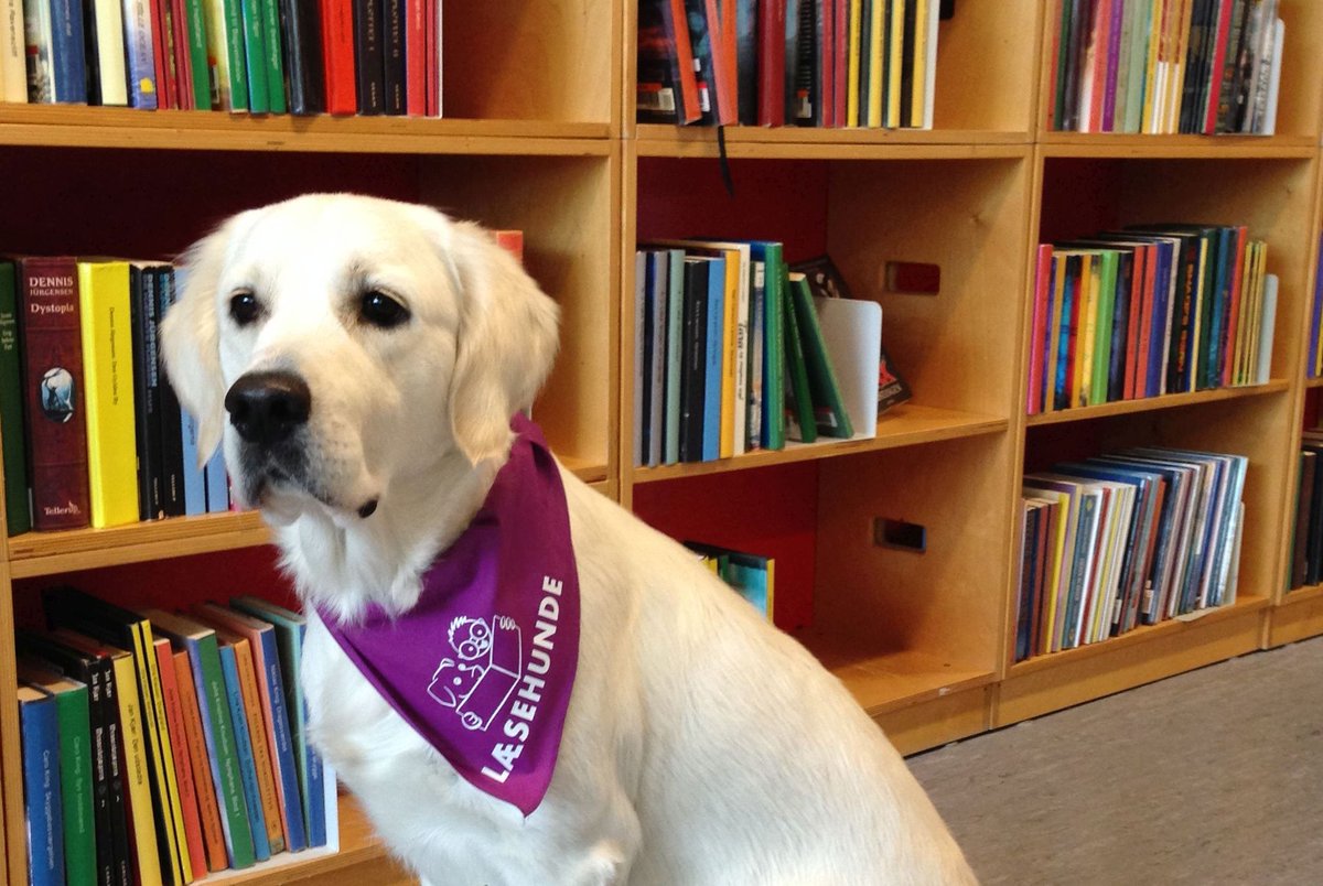 l_fugl_'s tweet photo. This beauty is Zitta, the Reading Dog - star of a new project I'm thrilled to be working on! https://t.co/XrBqOrY952 https://t.co/thlIOSNDmQ